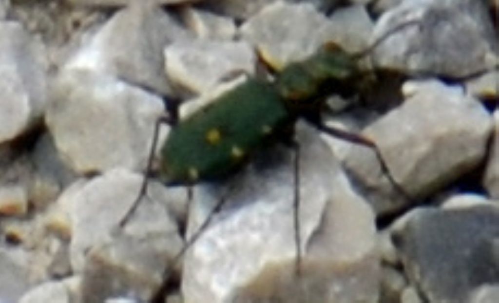 Calomera littoralis? cfr. Cicindela campestris